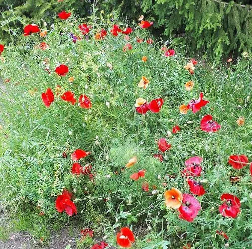 Zur Ausspanne * Dresden