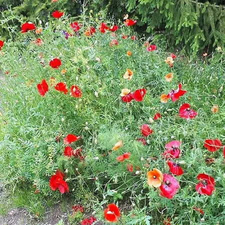 Zur Ausspanne * Dresda