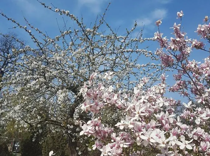 Zur Ausspanne 펜션 *